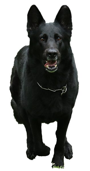 SV-Arnsberg-Hunderennen-Schäferhund